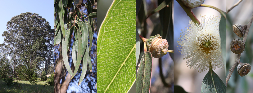 Eucalyptus, Description, Major Species, & Uses