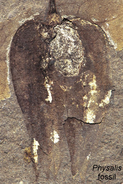 Physalis fossil