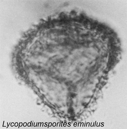 Lycopodiumsporites