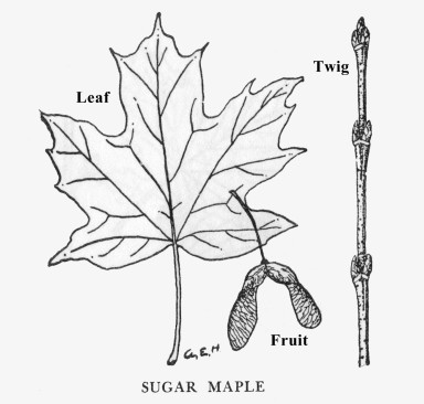 florida sugar maple leaf
